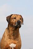 RODESIAN RIDGEBACK 044